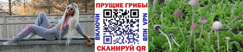 ссылка на мегу ССЫЛКА  Вятские Поляны  Псилоцибиновые грибы Cubensis 